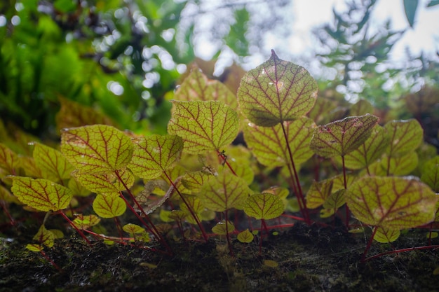 begonia on stone in forest