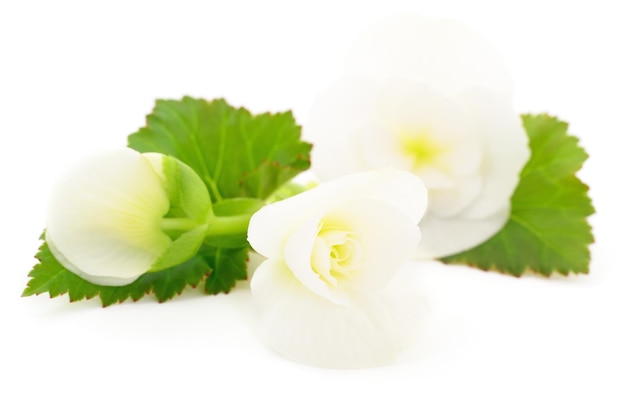 Begonia white flowers