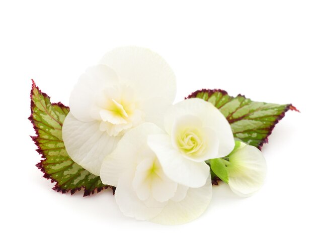 Begonia witte bloemen