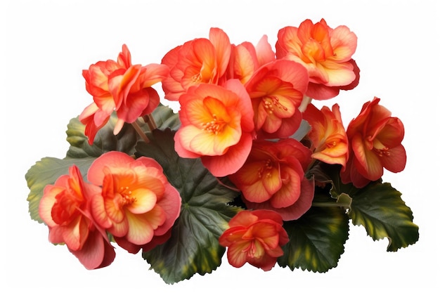 Begonias begonia tropical garden nature Generative Ai