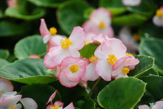 写真 庭の鉢植えベゴニアのベゴニアセンパーフローレンスベゴニア