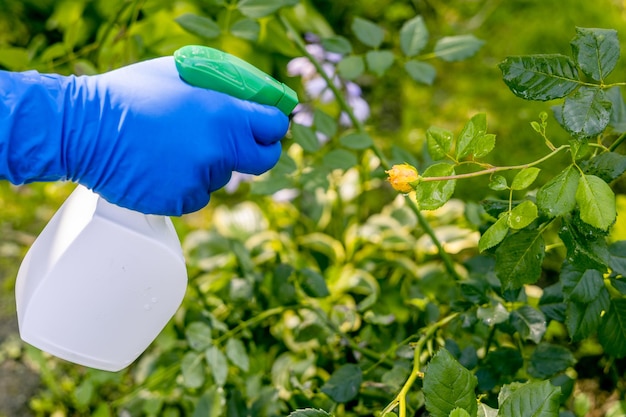 Behandeling in de tuin van jonge scheuten van rozen tegen bladluizen, witte vliegen en insectenplagen