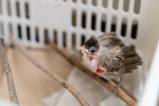 Behandeling van Air Sac Rupture in Birds baby Roodwhiskered bulbulblessure na aanval door kat