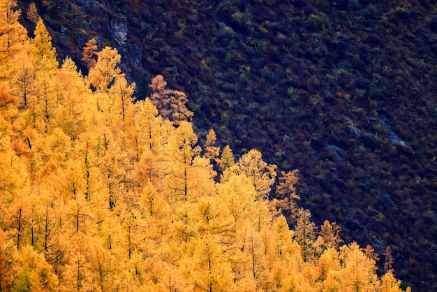 behang herfstlandschap berg altai, vrijheid romantische reis