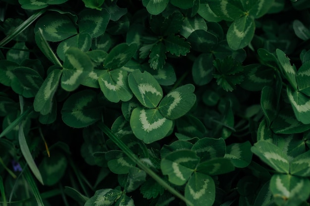 behang natuurlijke textuur groene bladeren achtergrond