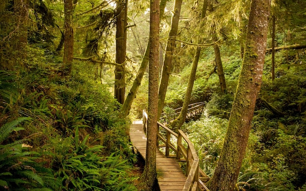 Behang van houten brug in het bos