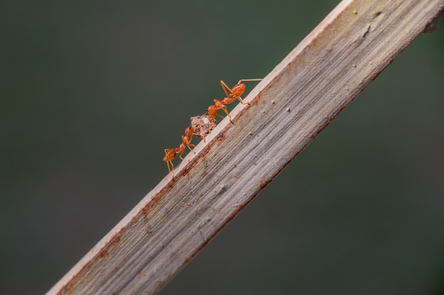 Photo behavior of ants