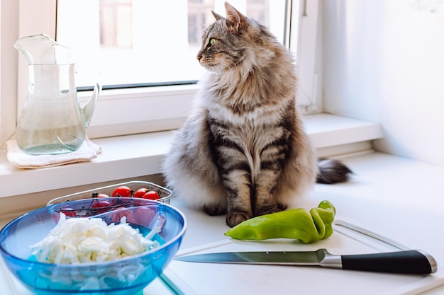 Behavior of pets in kitchen. Food and pet food, vitamins and health concept.