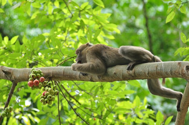 自然界におけるサルの行動、野生のマカク