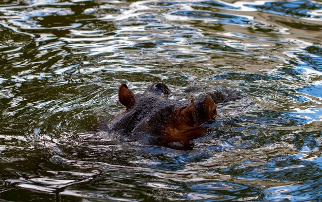 ベヒーモスは、暑い晴れた夏の日に、水位で川を完全に浴びました。鼻と目カバは水から出ました。