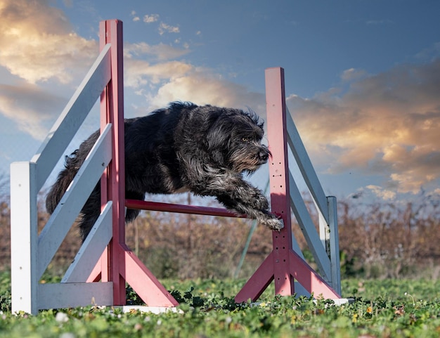 Behendigheidstraining voor een Pyreneese herdershond in de natuur