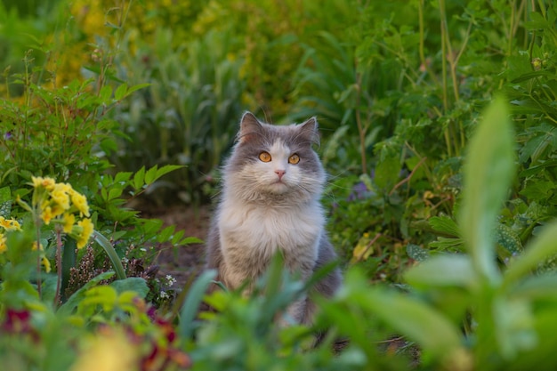 Behoefte aan huisdieren om buiten in de tuin te zijn. schattige kat in de tuin die vrij rondloopt