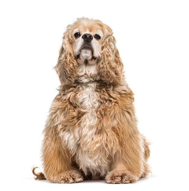 Beige American Cocker Spaniel dog sitting, isolated