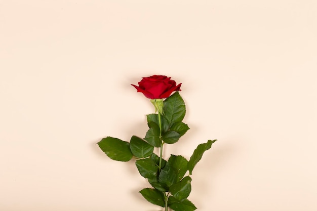 On a beige background a red rose with green leaves Festive floral background