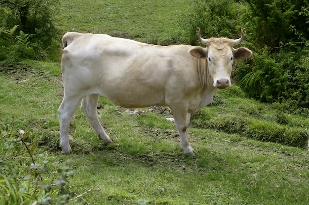 Beige cows cattle  eating in green  meadow