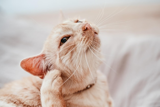 ベージュまたはクリーム色の年配の猫がベッドで休み、耳を掻いている