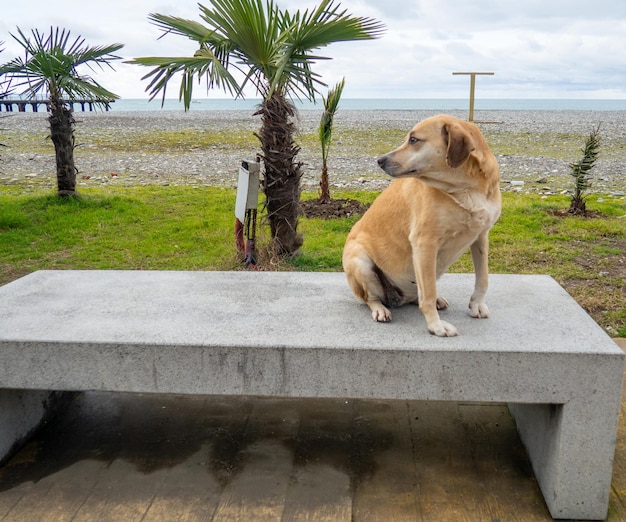 A beige dog on a stone bench The dog took a seat On the embankment of Batumi Curious pet
