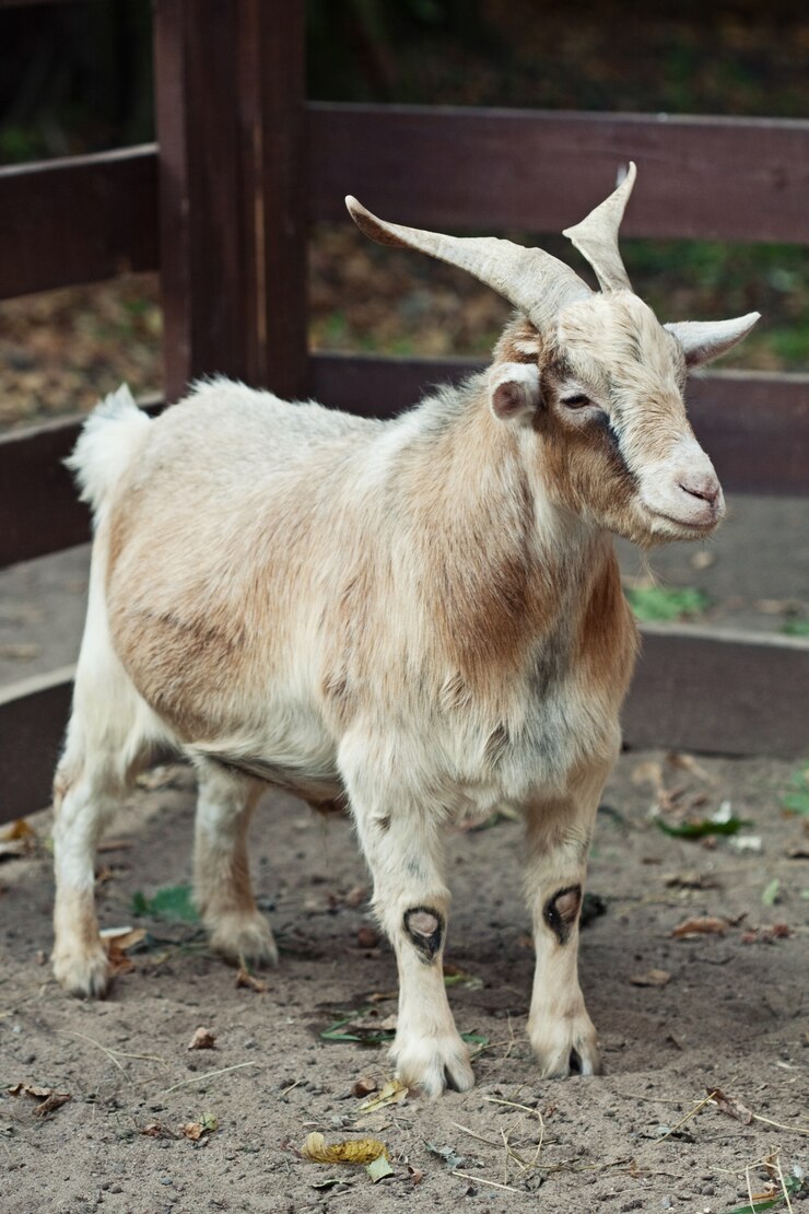 Foto beige geit in de zomerdag van de dierentuin