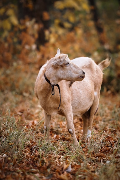 Photo beige goat in the autumn forest chews leaves