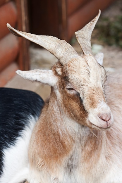 Beige goat close up