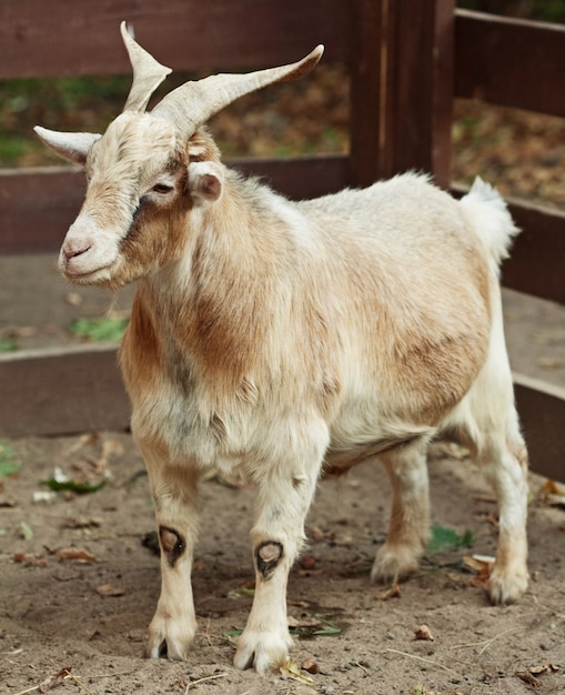 Beige goat 