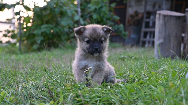 Beige little puppy walks outside in the grass. 