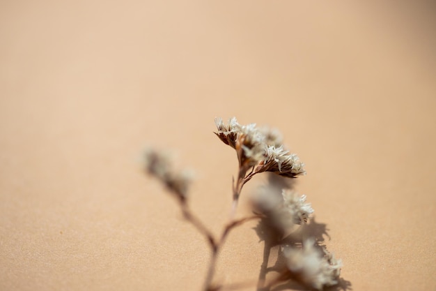 Beige muur achtergrond Bloemen woondecoratie Natuurlijk detail