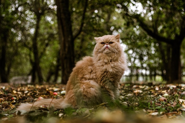 Фото Бежевая персидская кошка на прогулке в осеннем саду среди яблок