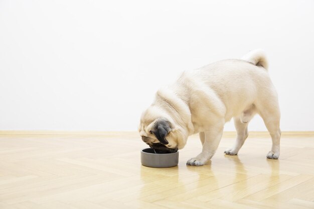 写真 ベージュのパグ犬がボウルから食べ物を食べる