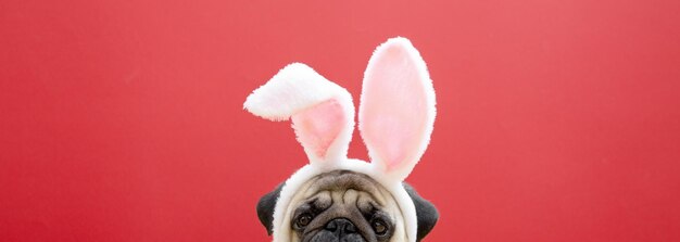 Beige pug hond met konijn bunny oren op een rode achtergrond Pasen concept Het concept van carnaval kostuum partij Halloween copyspace banner