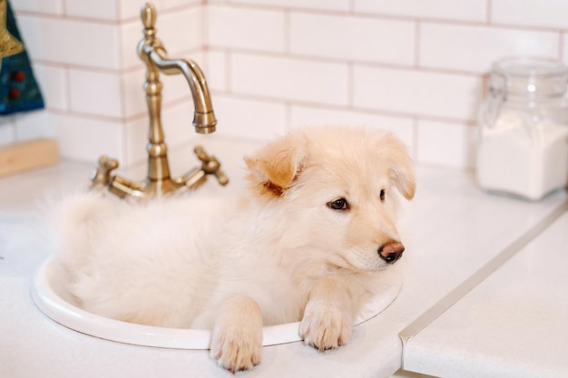 写真 ベージュの子犬は自宅のキッチンの流しに横たわっています