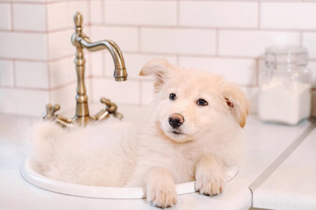 ベージュの子犬は自宅のキッチンの流しに横たわっています