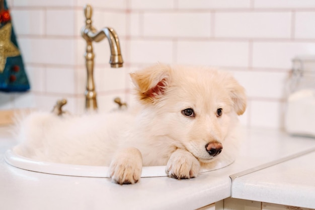 Beige puppy lies in the sink in the kitchen at home