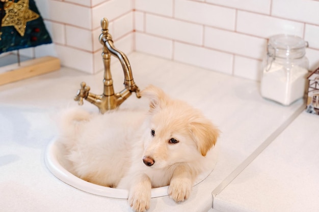 Beige puppy lies in the sink in the kitchen at home