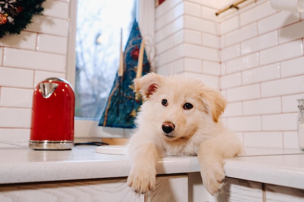 Beige puppy ligt thuis in de gootsteen in de keuken