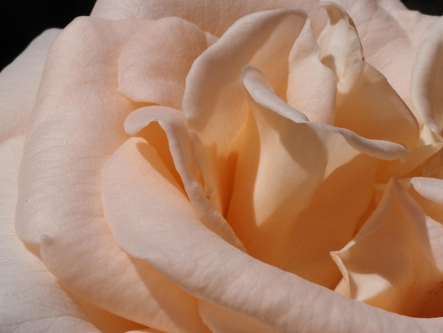 beige rose flower