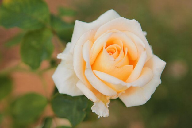 Beige rose rejoices in the sun and meets the dawn