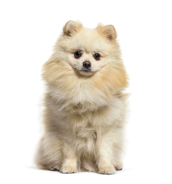 白色に隔離されたカメラを見ているベージュ色のスピッツ犬