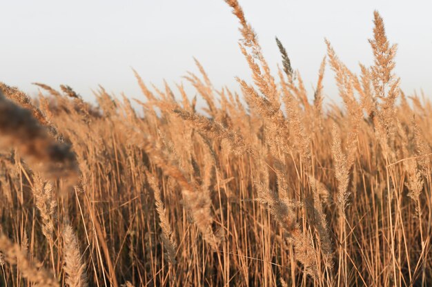 Beige takken van pampagras met droge bloemen op een natuurlijke minimalistische achtergrond