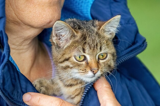 Bejaarde vrouw met een klein gestreept kitten een kitten in de armen van een vrouw