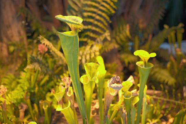 Bekerplant Trompet Pitcher Sarracenia vleesetende plant