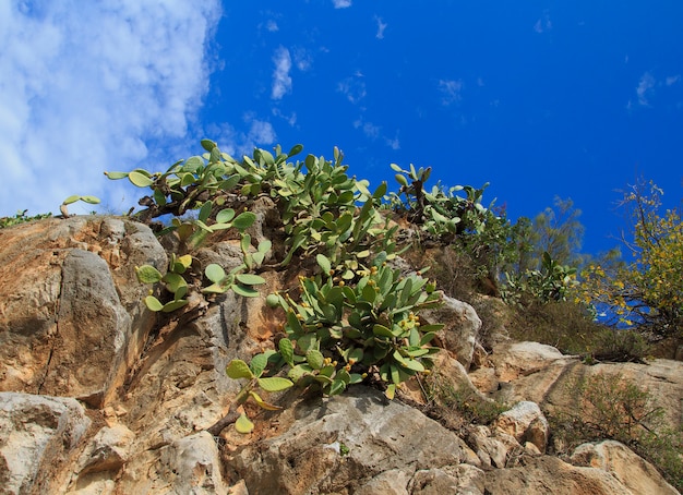 Bekijk Cactus op een rots. Nafplion. Griekenland