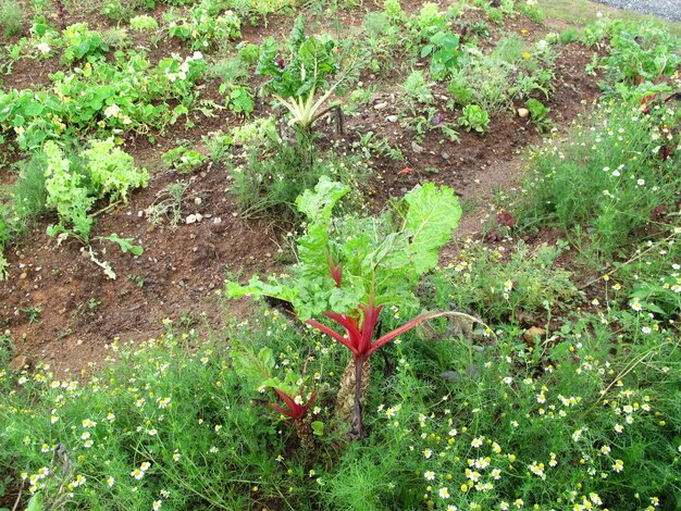 Bekijk landschap cultiveren van thaise boer mensen verbouwen groenten tuin en groeiend fruit plantage voor oogst plant landbouwgewassen producten goederen op Mon Jam berg in Chiang Mai Thailand