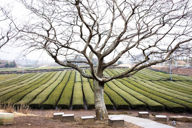 Bekijk landschap plantage landbouwgrond platteland en boom van O sulloc Thee Museum van Seogwang tuinpark voor Koreaanse mensen en buitenlandse reizigers reizen bezoek aan het eiland Jeju in Jeju do Zuid-Korea