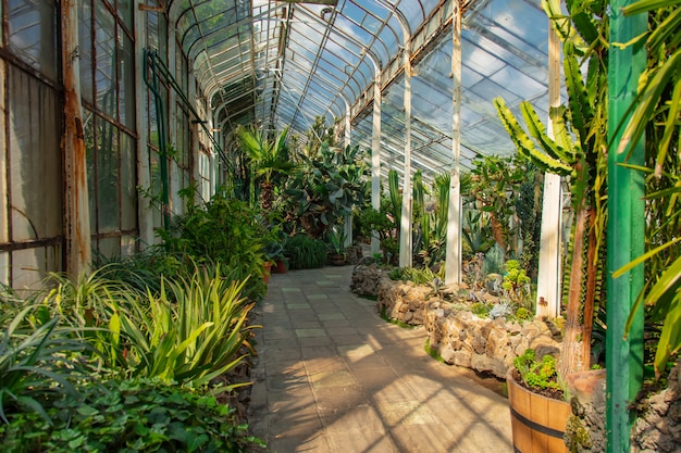 Bekijk op planten in steegje in de palmkas