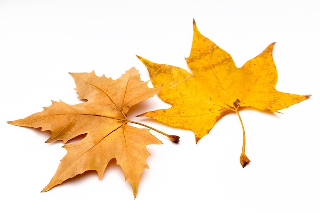 Bekijk op witte achtergrond twee boombladeren in de herfst