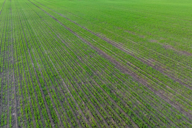 Bekijk van bovenaf op het oppervlak met jonge tarwerogge, gerst, derde haver of gras op agrovelden