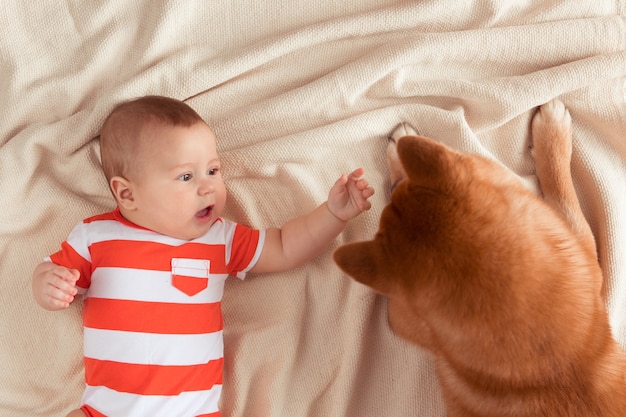 Bekijk van bovenaf van de enorme hond Shiba inu die naast de gelukkig lachende kleine babyjongen komt en ligt. Baby kijkt en raakt zijn puppy huisdier met de handen thuis. Bovenaanzicht