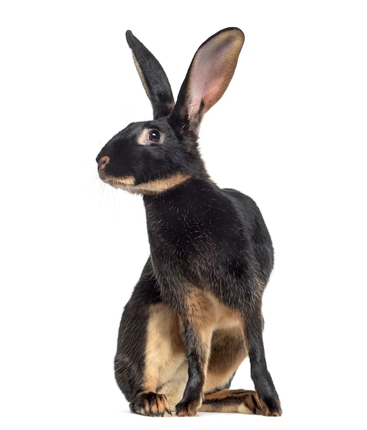 Photo belgian hare isolated on white