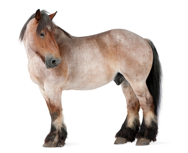 Бельгийская лошадь, бельгийская тяжелая лошадь, брабансон, ломовая лошадь, 16 лет, стоя на белом фоне